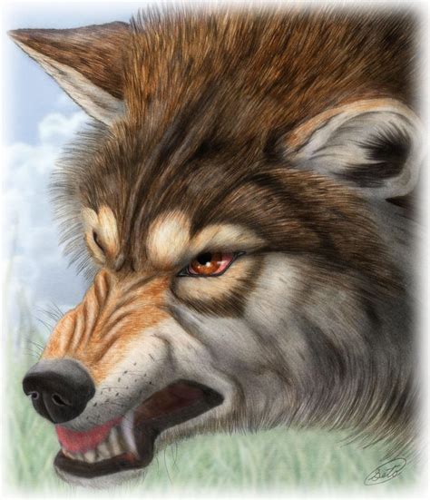 Angry Wolf By Sheltiewolf On Deviantart