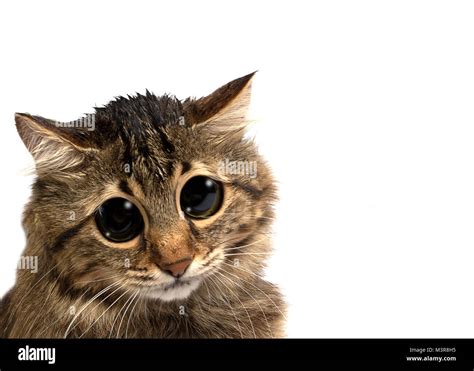 Traurige Katze Mit Großen Augen Auf Weißem Hintergrund Stockfotografie