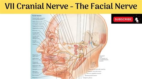 Vii Cranial Nerve The Facial Nerve Components Nuclear Connections