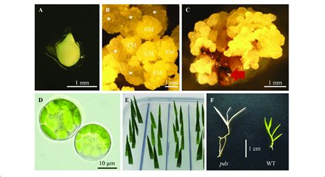 Tissue Culture In B Distachyon A Immature Embryo Used For Callus