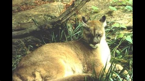 Federal Government Ready To Declare Eastern Cougar Extinct