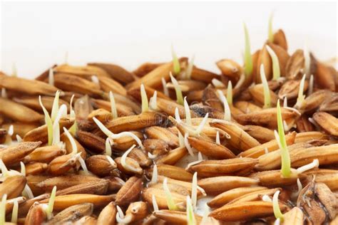 Seed Germinationseedlings Rice Plant Stock Photo Image Of Rice