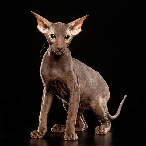 Most Expensive Cat Breeds In The World 19 Pricey Felines
