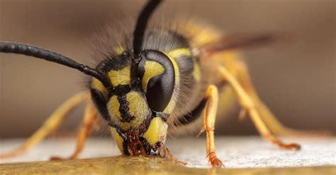 European Wasp Facts Bens Bees