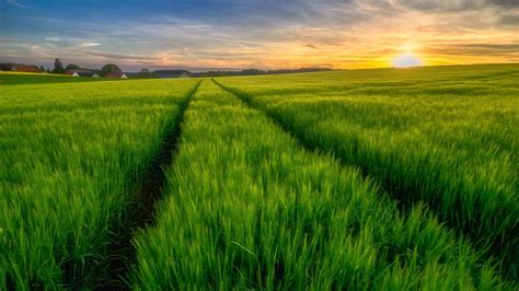 Green Paddy Field Wallpapers Wallpaper Cave