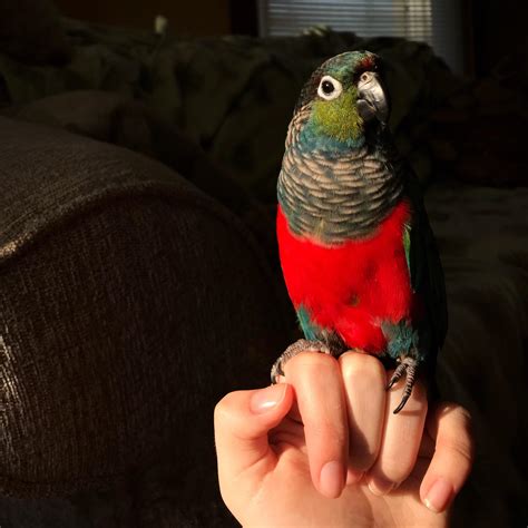My Crimson Bellied Conure Soaking Up Some Sunshine Rparrots