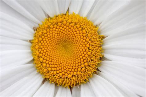 Flower Detail Of Shasta Daisy Flickr Photo Sharing Daisy Love