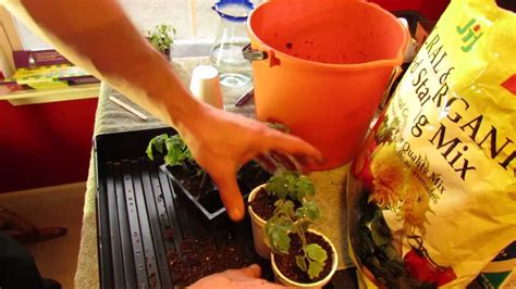 for new gardeners transplanting your tomato seedlings into cups mfg 2014 youtube