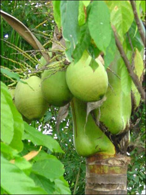Plant Id Fruits Nuts Coconut Florida Master Gardener Volunteer