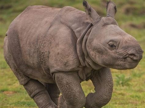 Rare Baby Rhino Born At Chester Zoo Given Adorable Name Shropshire Star