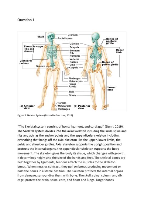 Unit 13 The Human Muscular And Skeletal Systems Assignment Pdf