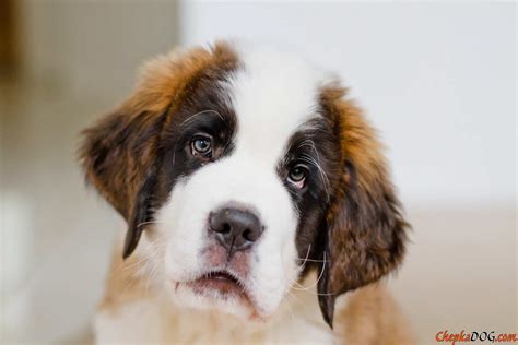 And receive a monthly newsletter with our best high quality wallpapers. 48 Most Beautiful Saint Bernard Puppy Pictures And Images
