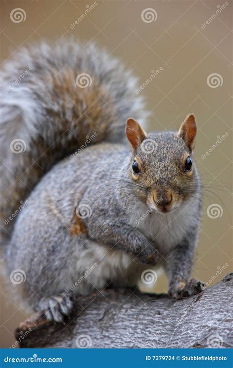 Eastern Gray Squirrel Sciurus Carolinensis Stock Images Image 7379724