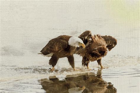 Bald Eagle Series 15 Dont Do That Again Photograph By Patti Deters