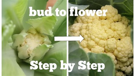 Cauliflower Growing From A Bud To Flower Step By Step Time Lapse