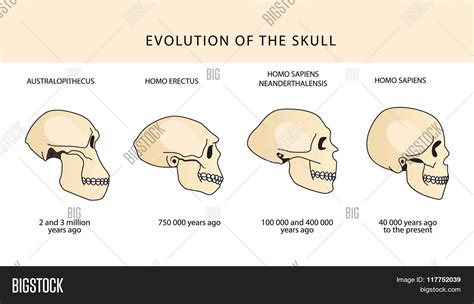 Human Evolution Of The Skull And Text With Dating Evolution Of The