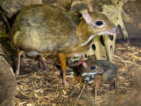Is it a mouse or a deer? Pin on Animal Babies