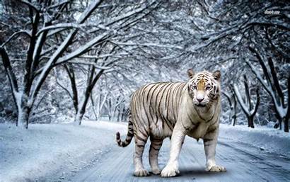 Tiger Bengal Wallpapers Angry Digital