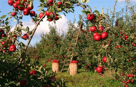 Apple Tree Orchard Red Green Ladder Harvest 4k Hd Wallpaper