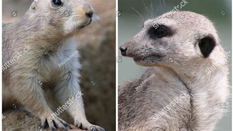 Creature Comparison Meerkat Vs Black Tailed Prairie Dog Meerkats