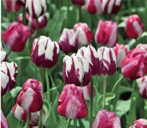 Rembrandt Tulips Flowerpower