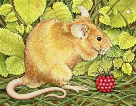 The Raspberry Mouse Painting By Ditz