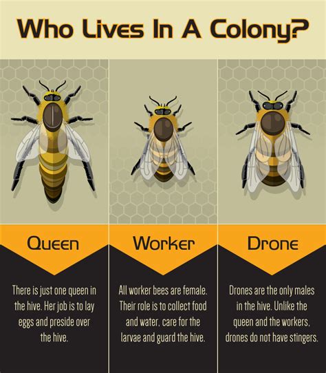 An Introduction To Beekeeping Bee Keeping Backyard Bee Bee Facts