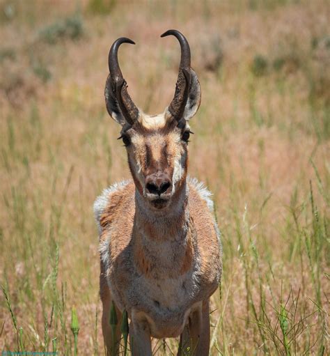 Michael John Balog A Wyoming Wildlife Pronghorn Antelope Story