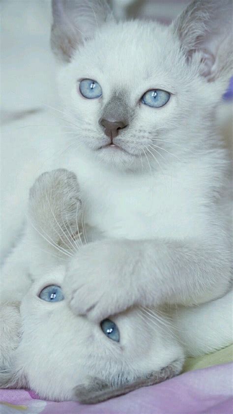 2780 Best Beautiful Cats And Kittens Images On Pinterest Funny