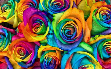 Download Wallpapers Colorful Roses Bouquet 4k Rainbow Bouquet Of