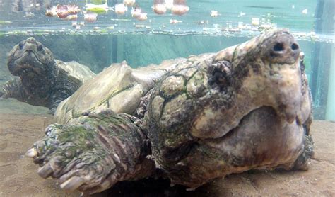 Alligator Snapping Turtle Alexandria Zoo