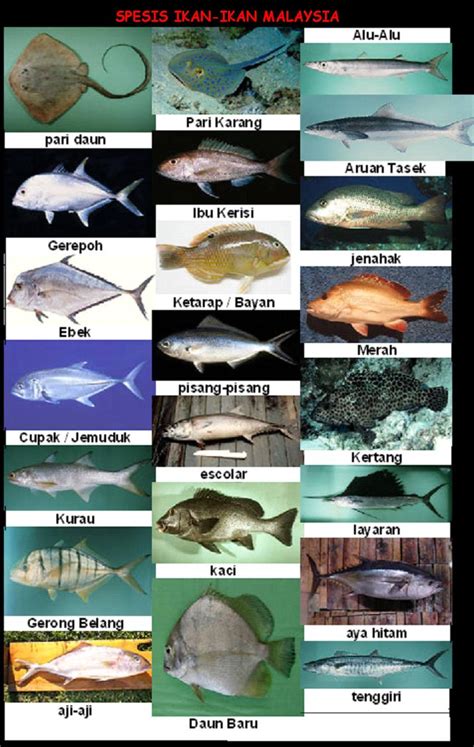 Kandungan gizi ikan kerapu juga sangat baik. Gambar Harga Ikan Kerapu Harimau Jenis Terdapat Malaysia ...