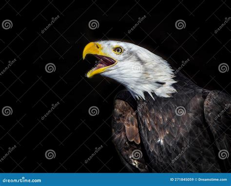 Angry North American Bald Eagle On Black Background Royalty Free Stock