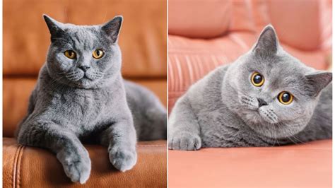 Chartreux Vs British Shorthair Which Is Right For You