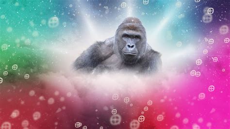 Harambe Wallpapers Wallpaper Cave