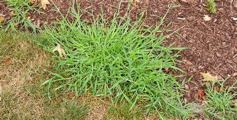 Common Weeds In Southern Lawns Tcworksorg