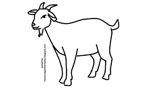 Berikut beberapa contoh gambar desain kandang kambing dari bambu model panggung sebagai inspirasi. Mewarnai Gambar: Mewarnai Gambar Sketsa Hewan Kambing 2