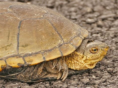Yellow Mud Turtle Kinosternon Flavescens Phenology Project