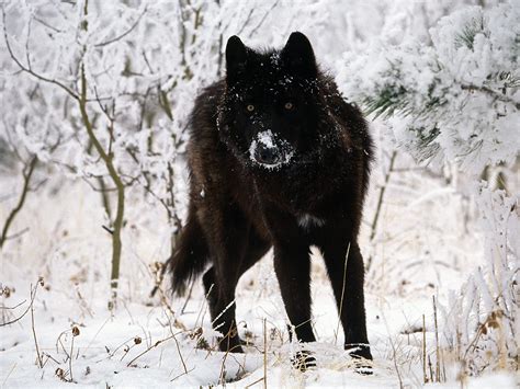 Black Wolf In Snow Beautiful Eyes Kewl Howling For Justice