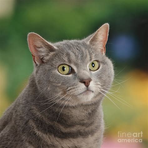 Blue Grey Tabby Male Cat Photograph By Mark Taylor Pixels