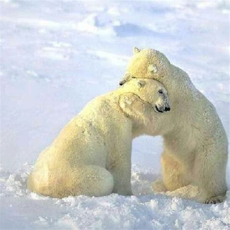Polar Bear Hug Animals Pinterest