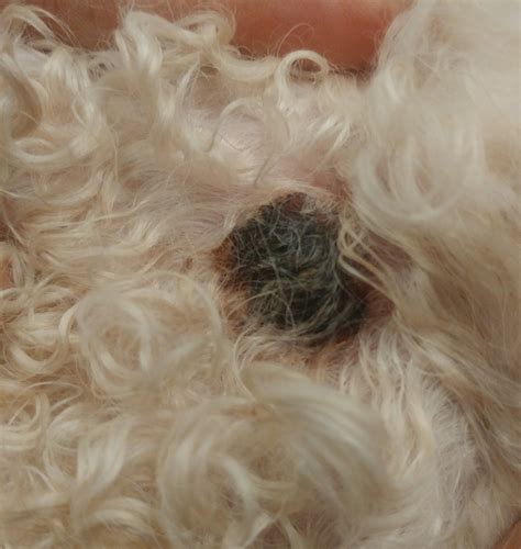 My Goldendoodle Has 1 Large Scab About The Size Of A Nickel On The Side