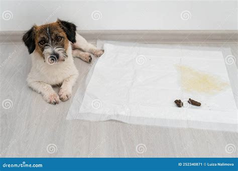 Dog Breed Jack Russell Terrier And Poop In A Dog Diaper Home Dog