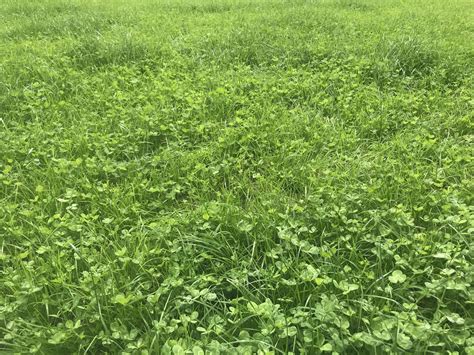 Protecting Clover Swards Over Winter Months Agrilandie