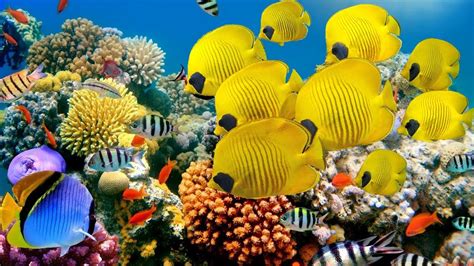 Explore Beautiful Coral Reef And Undersea Nature Youtube