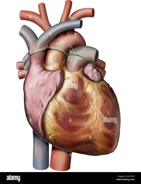 El Corazón Es Un órgano Muscular Compuesto De Cuatro Salas Sus