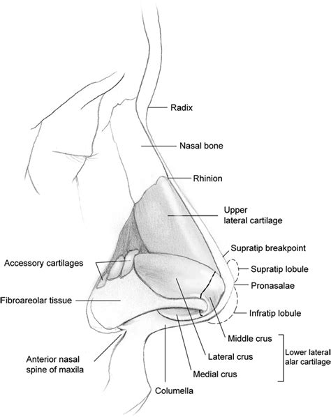 Figure 2 From Applied Surgical Anatomy Of The Nose Semantic Scholar