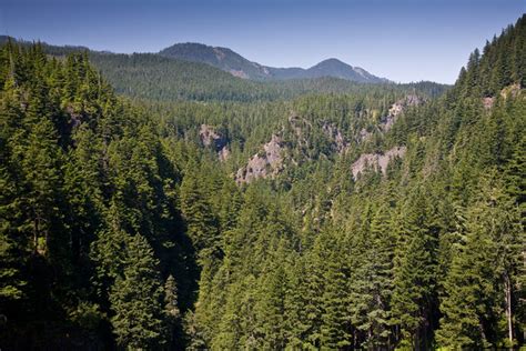 Pacific Northwest Forest Flickr Photo Sharing