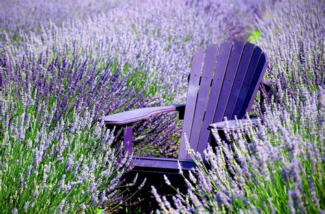 Lavender Relaxing In A Field Of Lavender Relaxing Chair Lavender