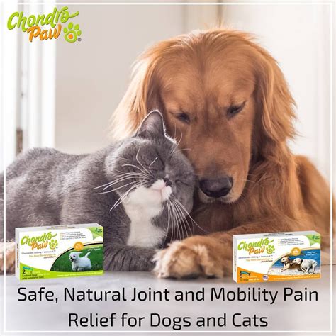 Are Pet Meds From Australia Safe Pets Reference